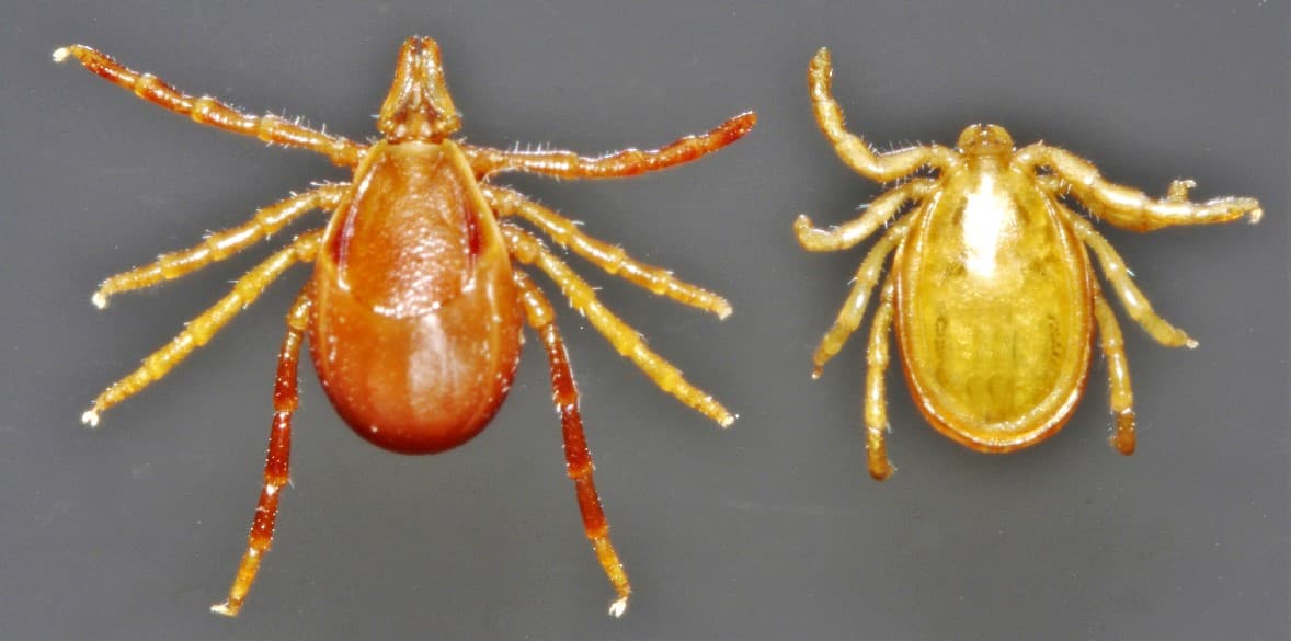 Самка и самец клеща Ixodes holocyclus, вид сверху