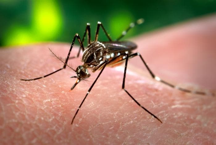 Комар Aedes aegypti, переносчик жёлтой лихорадки в городском цикле