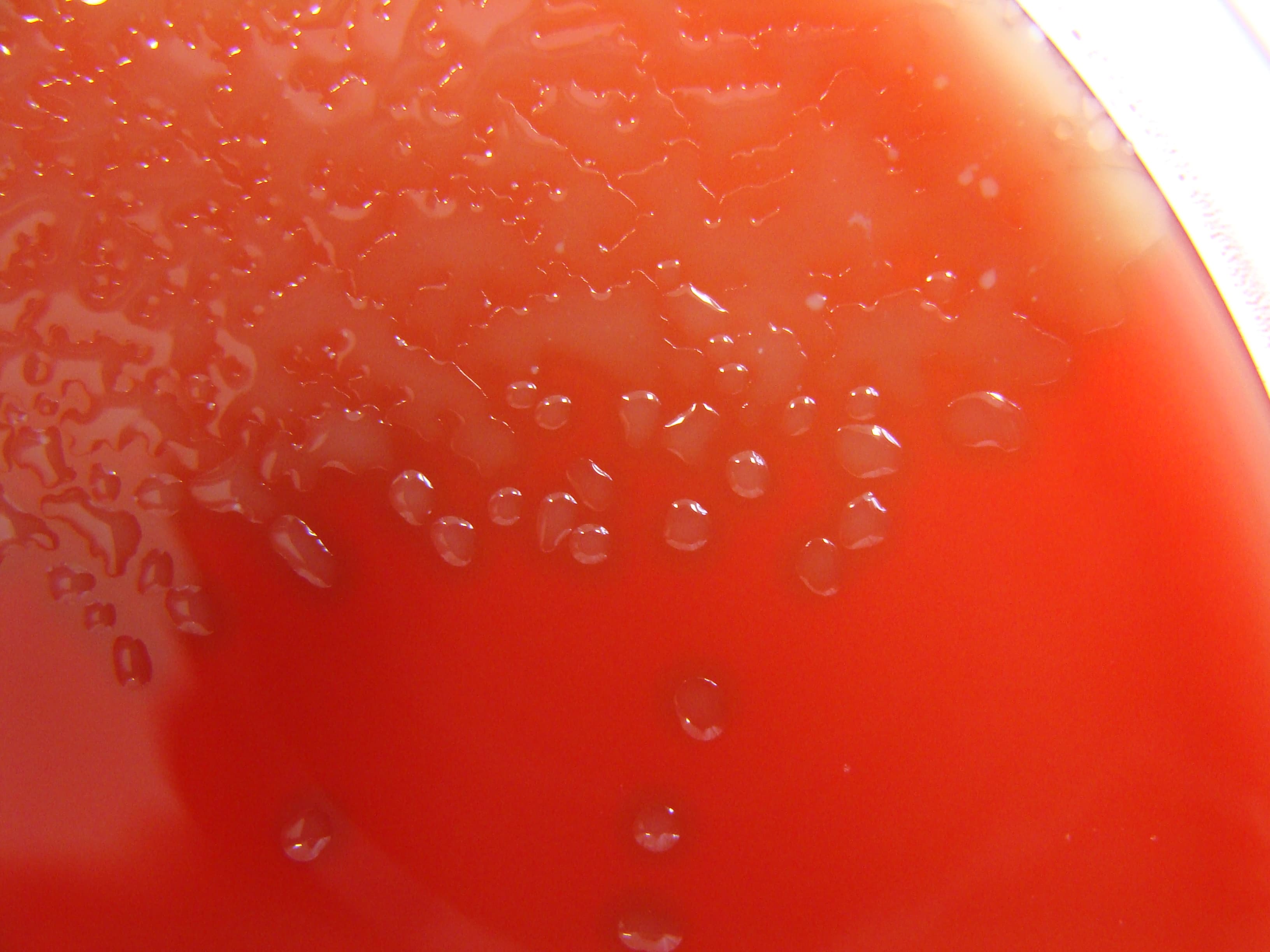 Чашка с кровяным агаром: колонии Streptococcus pneumoniae, окружённые зеленоватой зоной альфа-гемолиза