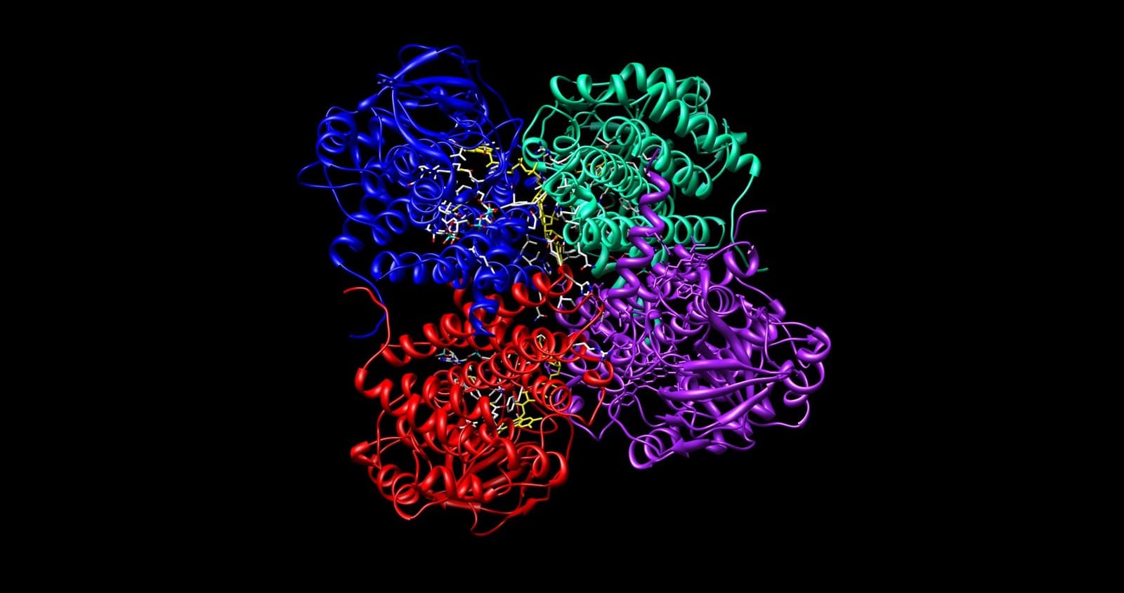 Modelo tridimensional de uma enzima desidrogenase de acil-CoA em forma de tetrâmero.