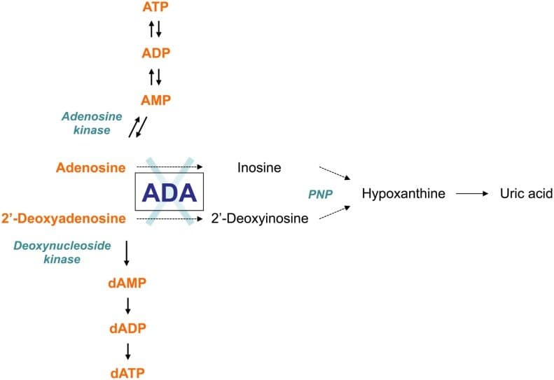 Diagrama da via das purinas com a posição da adenosina deaminase e os metabólitos que se acumulam.
