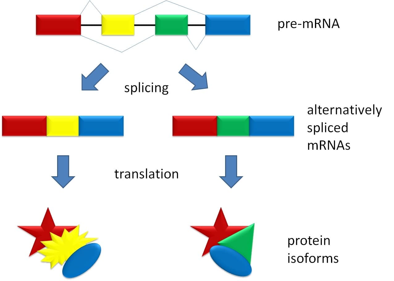 Diagrama do processamento do RNA mensageiro com exons e introns e as isoformas resultantes.