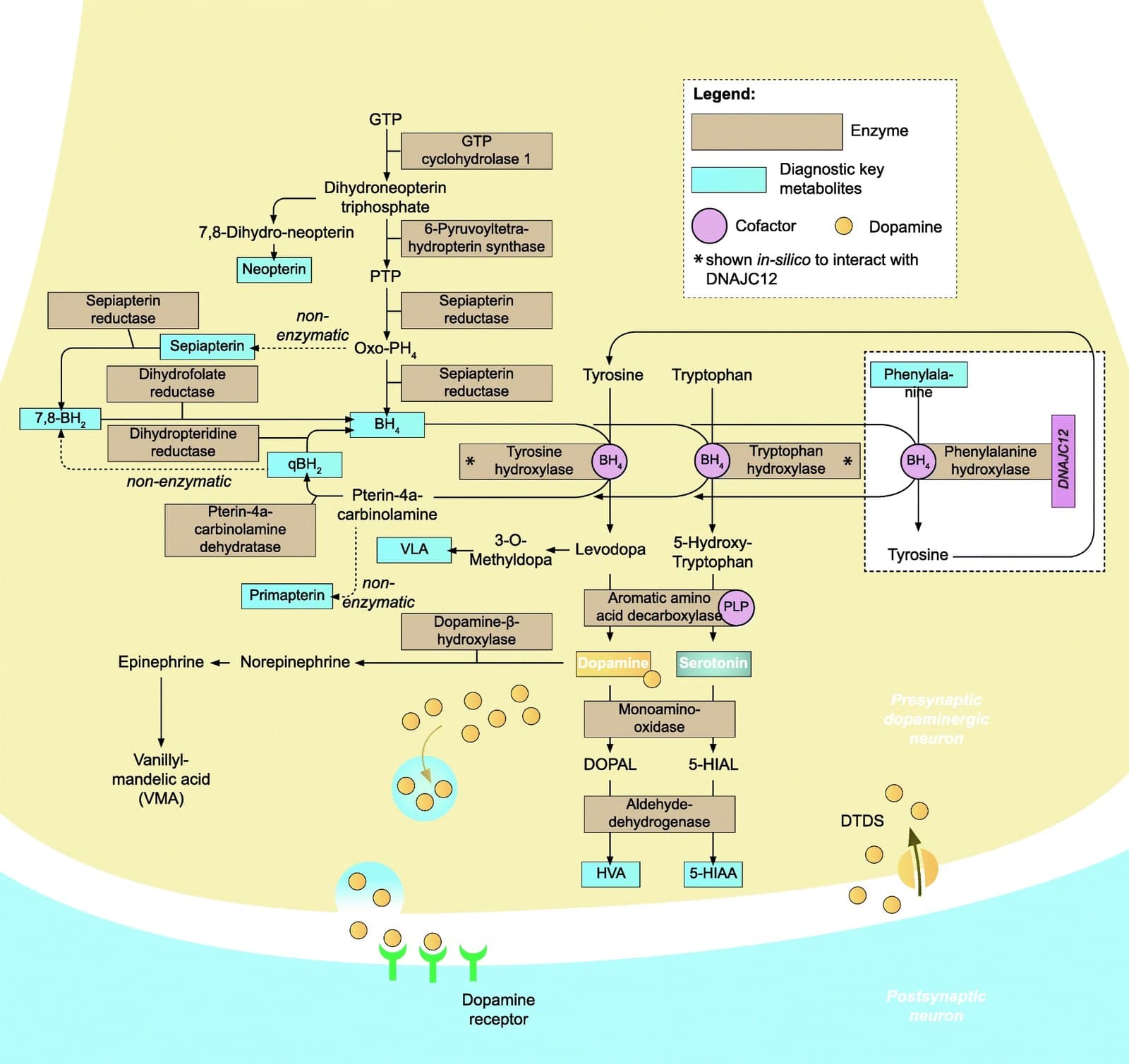 Diagrama das etapas de síntese e reciclagem da tetra-hidrobiopterina e das enzimas que dependem dela.