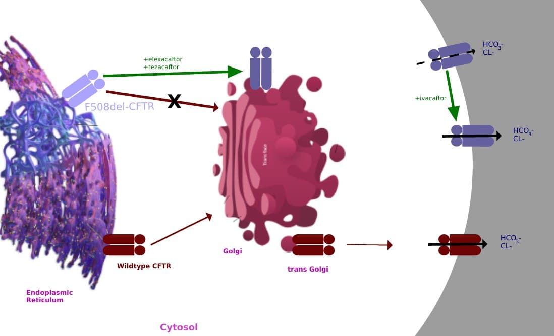 Diagrama mostrando corretores levando a proteína CFTR à membrana e o potencializador abrindo o canal.