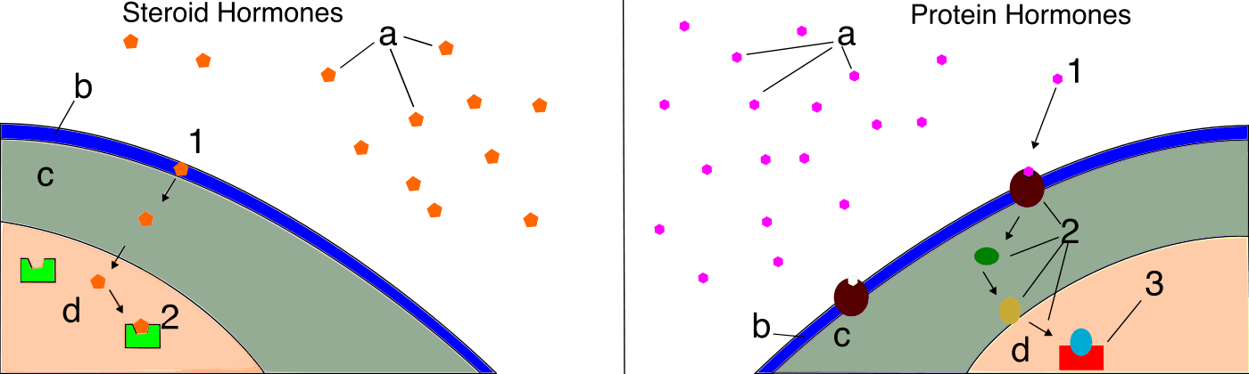 Diagrama de hormônio esteroide entrando na célula e ligando-se ao receptor intracelular.