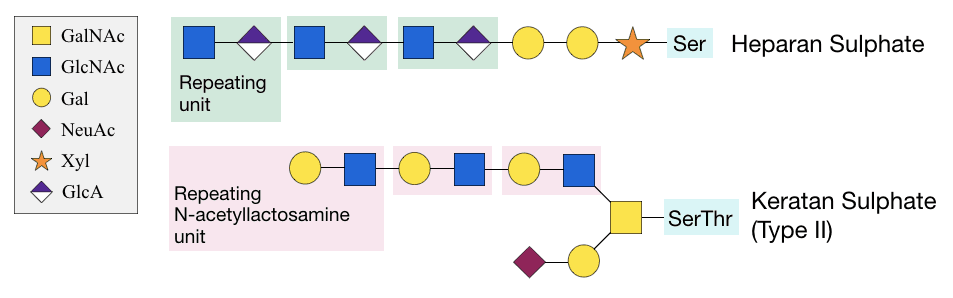 Diagrama das unidades de açúcar que formam as cadeias de glicosaminoglicano.