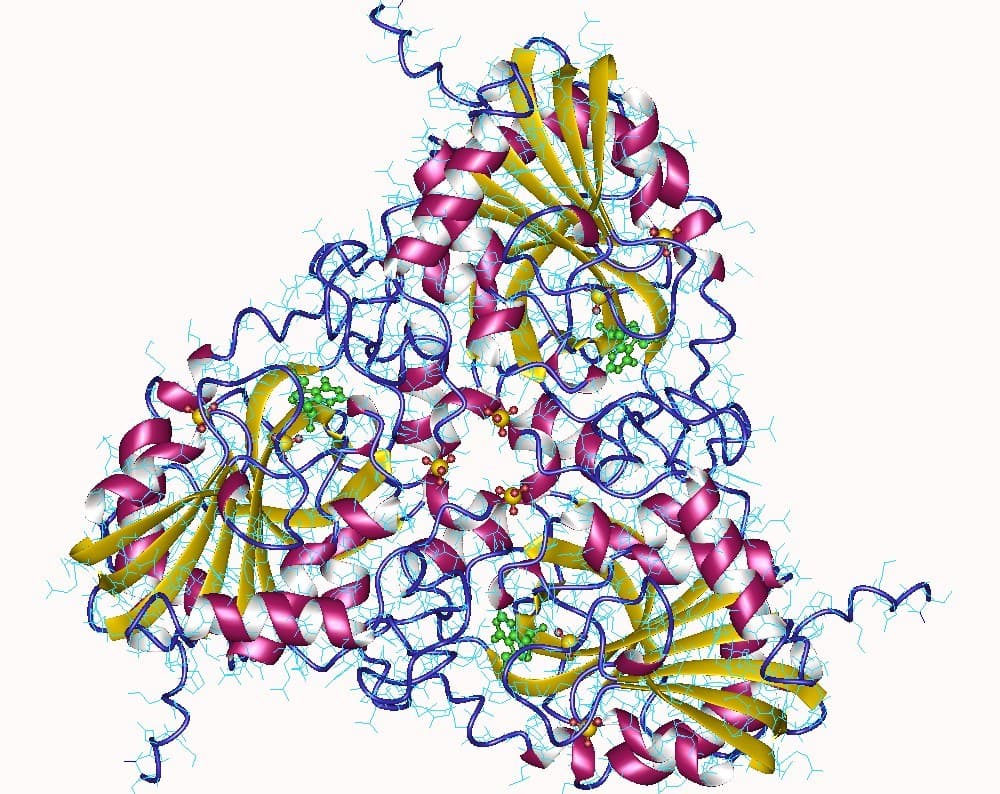 Modelo tridimensional do trímero da purina nucleosídeo fosforilase com o substrato ligado.