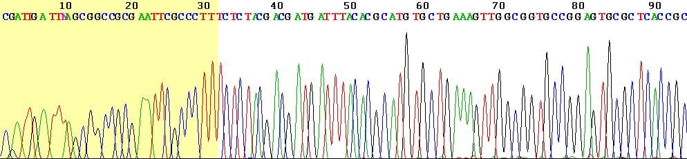 Eletroferograma de sequenciamento com os picos das quatro bases em cores distintas.